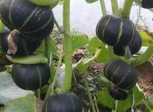 栗子娱乐吃瓜,揭秘娱乐圈最新吃瓜事件，带你领略明星幕后故事