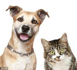 娱乐吃瓜宠物推荐,盘点那些爱看热闹的萌宠